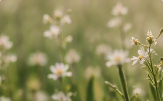 Fleurs blanches, image de douceur et de simplicité